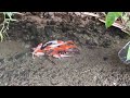 Catch colorful ornamental fish, koi fish, toman fish, betta fish, goldfish, catfish, turtles