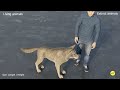 Extinct animals vs living animals size comparison 3D Animation