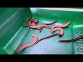 Amazing Video capture | Hunt for Millipedes | Vials Millipede #insects #animal