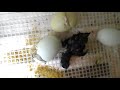 Fibro EE (Easter Egger) Hatching