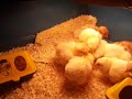 My chicks fight for a laundry label (video from 2023)