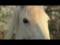 The Wild Horses of the Marshes | SLICE WILD | FULL DOC