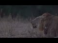 Lions calling in South Luangwa, Zambia