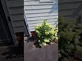 front yard  garden tour