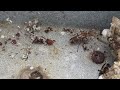 Australian Paper Wasps raiding spider web