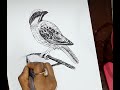 Pen Sketch | How to Draw a Sparrow