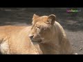 【旭山動物園ライオン】「パパだって落ちます！」櫓から落ちるオリト＊The lion has fallen.