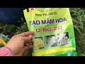 Chặn đọt sầu riêng monthong/Block monthong durian buds/Thanh Thi Vlog
