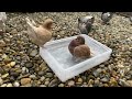 Pigeon Bathtime - Amazing Fancy Pigeon ⁴ᴷ