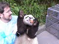 Holding Panda in China