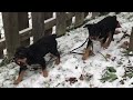 Keyser Soze and Mazie first play in snow