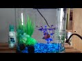 Classroom Fish Video