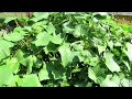 A Complete Guide to Growing Cucumbers All Summer Long: Pruning, Fertilizing, Watering, & Spraying