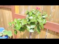 Pruning Bougainvillea