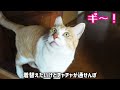 まだ外で遊びたいのに空気を読んでションボリ家に帰る猫｜YouTuber兼ワーママの1日ルーティン