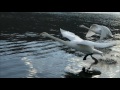 SUPERNATURE - WILD FLYERS | Swan Take Off | PBS