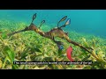 Seahorses vs. Sea Dragons: How to Distinguish Them???
