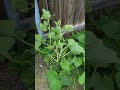 Tying Pumpkins to a Fence