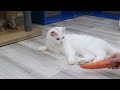 Funniest Animals 2023 😂 Best Funny Cats and Dogs Videos 😻🐶 Part 19