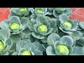 Planting Love Cabbages: Secret Weapon To Soothe Your Wife's Heart When She's Angry ❤️