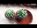 CACTUS cultivation on HYDROPONICS. Experiment. Water or soil - any differ?