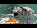 Put a large amount of goldfish into the aquarium of alligator snapping turtles