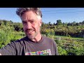 Permaculture Farm - Tomato Trellis Ideas and More