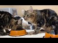 The hungry kitten's reaction to seeing its meal was too cute... | Compilation