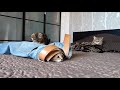 Cute Kittens Cute Moments Video Compilation!