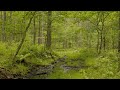 【自然の音】昼下がりの森の中 / Nature Sounds – A Woods in the Early Afternoon