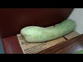 el zucchini squash mas grande del mundo 4 pies de largo y pesa 100 libras