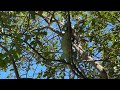 Iguanas living their best life (& they climb trees so fast!)