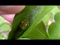 Spicebush Swallowtail Butterfly Lifecycle