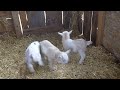 CUTE BABY GOATS | Funny Newborn Goats