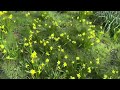 Daffodils and Crocus flowers in Bloom | Southampton Hampshire England | ArthurBlanco YTv