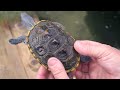 Rare Water Turtle Tutorial - 1/7