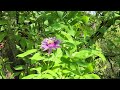 Three bees visit a passion flower