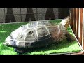 クサガメの飼育環境~ベランダ飼育~