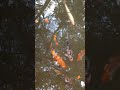 koi pond at Winterthur