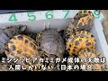 １年、カメ乱獲し続けたら遂にカメの数に異変が起きました　【琵琶湖ガサガサ探検記91】