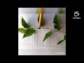 #leaftypes #plantsscience                                         Leaf types part 3/ practical