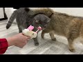 Cats with Comedy Chops 😆 Hilarious Moments of 2024 😂