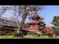 🇯🇵4K 京都の桜名所60選 Kyoto Cherry Blossom Spot 60（sakura) Japan 京都観光 旅行 案内 満開 花見 清水寺 平安神宮 嵐山 哲学の道 醍醐寺 二条城