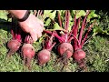 How to Grow Beetroot from Seed