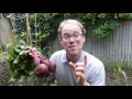 Growing Beets from Sowing to Harvest