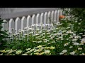 Cloudy day, happy day with flowers blooming on the roadside l GRASS COTTON+