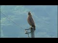 大冠鷲鳴叫 Crested Serpent Eagle sounding