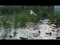 Ring-billed gulls snatching  supper from mallard ducks