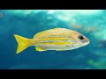 4K Stunning Underwater Wonders of the Red Sea + Relaxing Music - Coral Reefs & Colorful Sea Life.