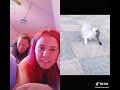 funny pets moments XD